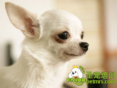 吉娃娃