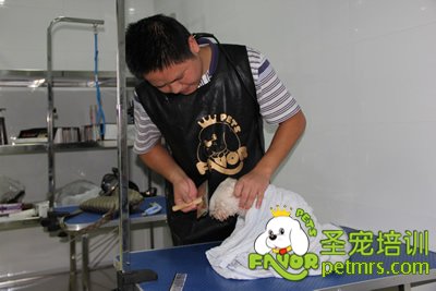 學(xué)生實(shí)操課課前給狗狗洗澡梳理