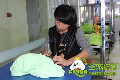 學(xué)生實(shí)操課課前給狗狗洗澡梳理