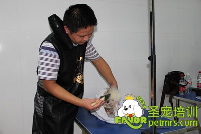 學(xué)生實(shí)操課課前給狗狗洗澡梳理