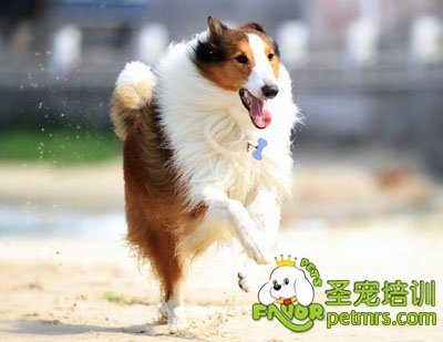 蘇格蘭牧羊犬