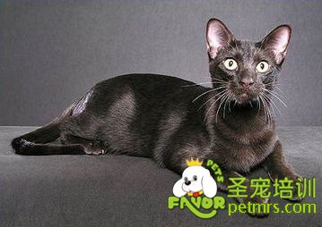 哈瓦那棕貓