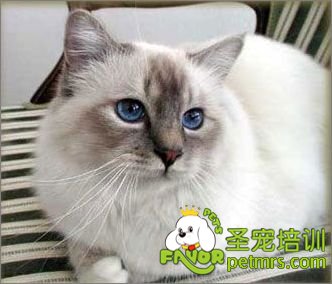 伯曼貓