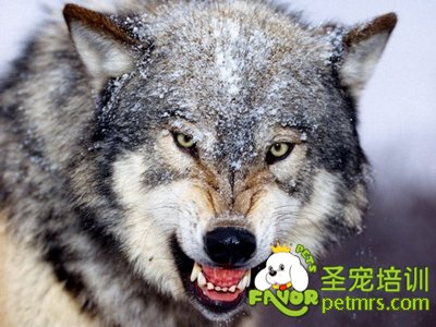 狗狗的祖先“狼”