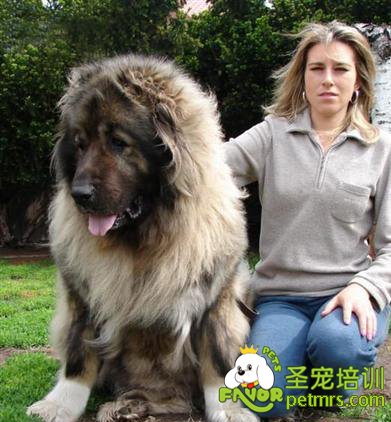狗狗體型