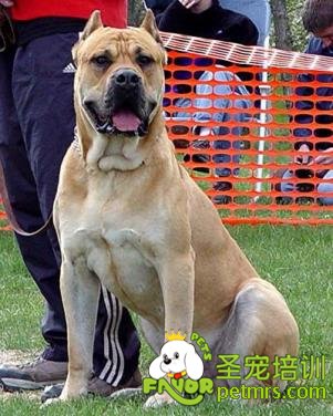 狗狗領(lǐng)地感