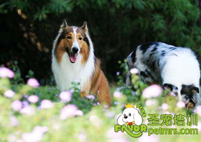 蘇格蘭牧羊犬