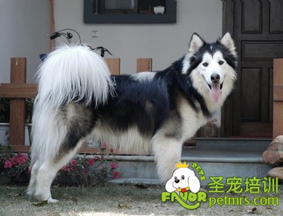 可愛狗狗