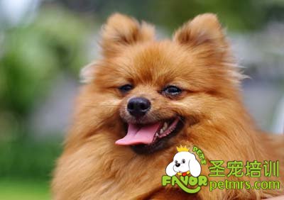 博美犬