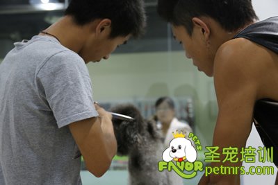 圣寵輔導(dǎo)課老師做示范