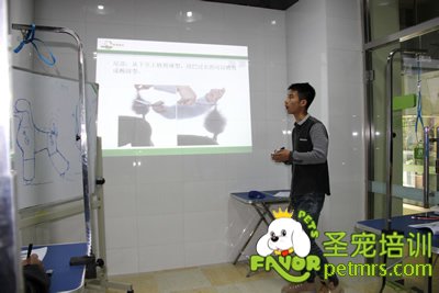 圣寵寵物貴賓犬、泰迪犬理論課