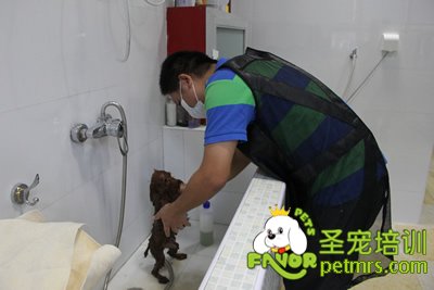 圣寵學(xué)員在給狗狗洗澡