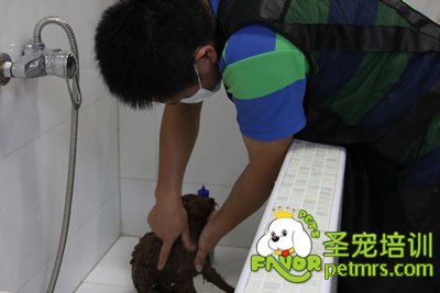 圣寵學(xué)員在給狗狗洗澡