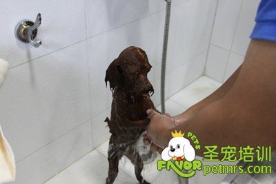 圣寵學(xué)員在給狗狗洗澡