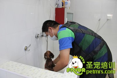 圣寵學(xué)員在給狗狗洗澡