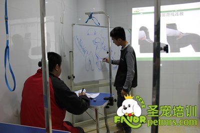 圣寵寵物貴賓犬、泰迪犬理論課