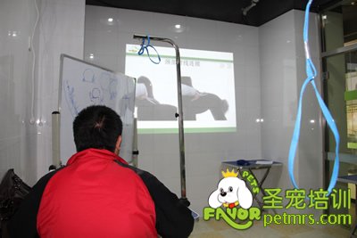 圣寵寵物貴賓犬、泰迪犬理論課