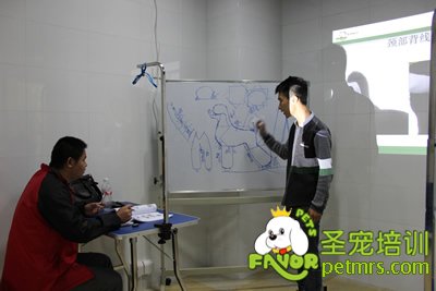 圣寵寵物貴賓犬、泰迪犬理論課