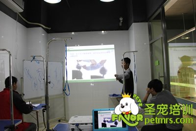 圣寵寵物貴賓犬、泰迪犬理論課