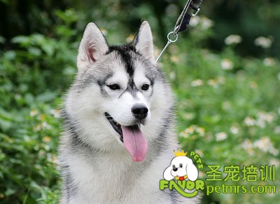 哈士奇