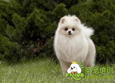 博美犬