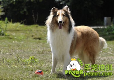 蘇格蘭牧羊犬