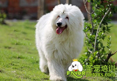 古代牧羊犬
