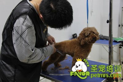 寵物美容師給小型犬美容