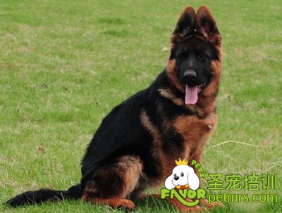 德國(guó)牧羊犬
