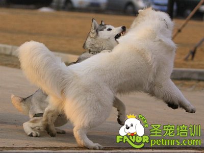 狗狗發(fā)生爭斗怎么辦