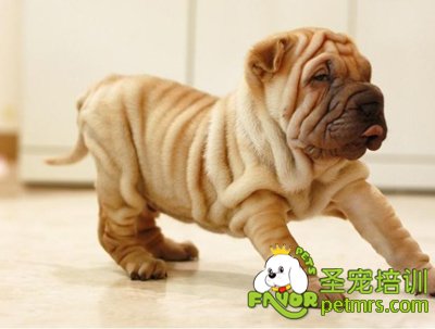 中國(guó)斗犬之“沙皮犬”