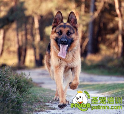 最適合當警犬的有哪些狗狗