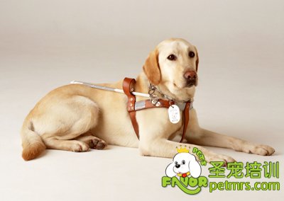 導(dǎo)盲犬