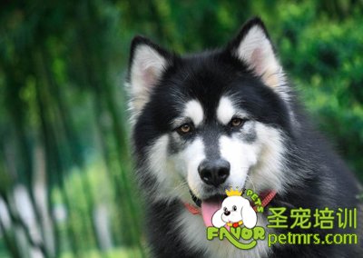 阿拉斯加