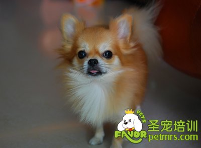 可愛狗狗