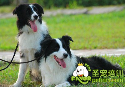 可愛狗狗