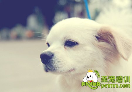 狗狗的聽覺