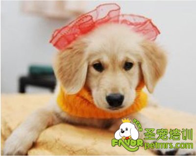 狗狗的味覺