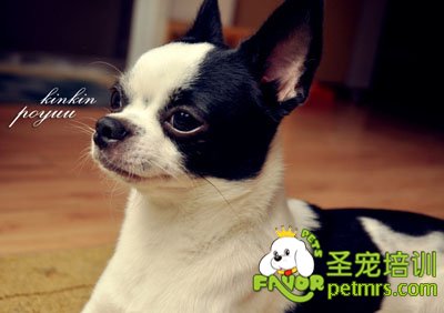 吉娃娃