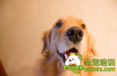 金毛