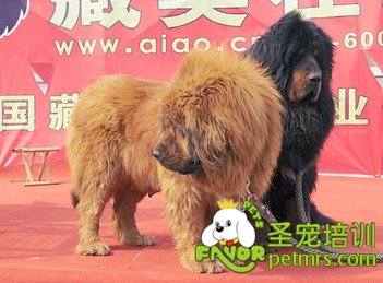 可愛狗狗