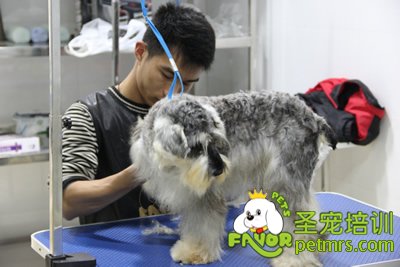 圣寵寵物雪納瑞實(shí)操課
