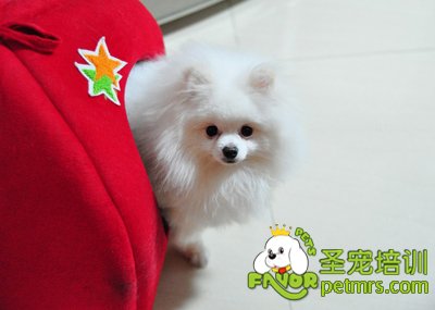 博美