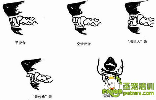 犬的咬合狀態(tài)