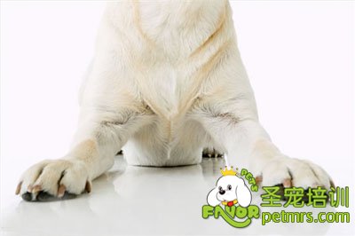 狗狗的爪子