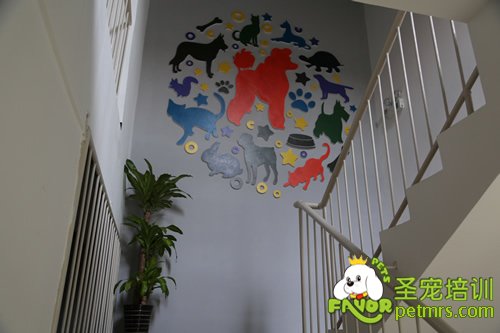圣寵寵物樓梯環(huán)境
