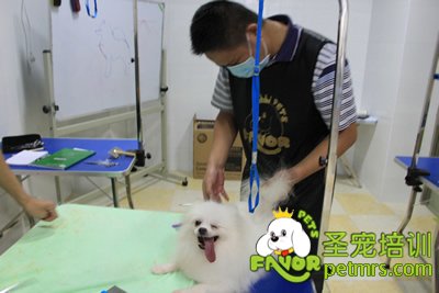 圣寵寵物學(xué)員博美犬實(shí)操課