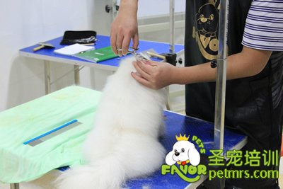 圣寵寵物學(xué)員博美犬實(shí)操課