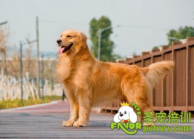 金毛