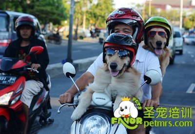狗狗坐主人摩托車兜風(fēng)真是太酷了